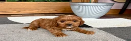 Cavapoo dogs for sale: Cavapoo 1 - Ad 1