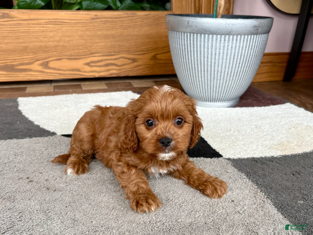 Cavapoo dogs for sale: Cavapoo 1 - Ad 1