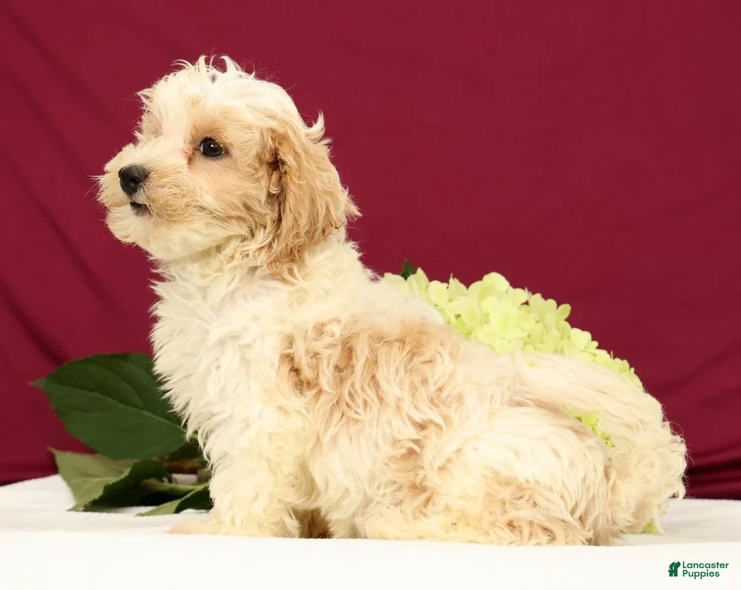 Maltipoo dogs for sale: Oliver - Ad 2