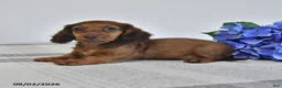 Miniature Dachshund dogs for sale: Trooper - Ad 3