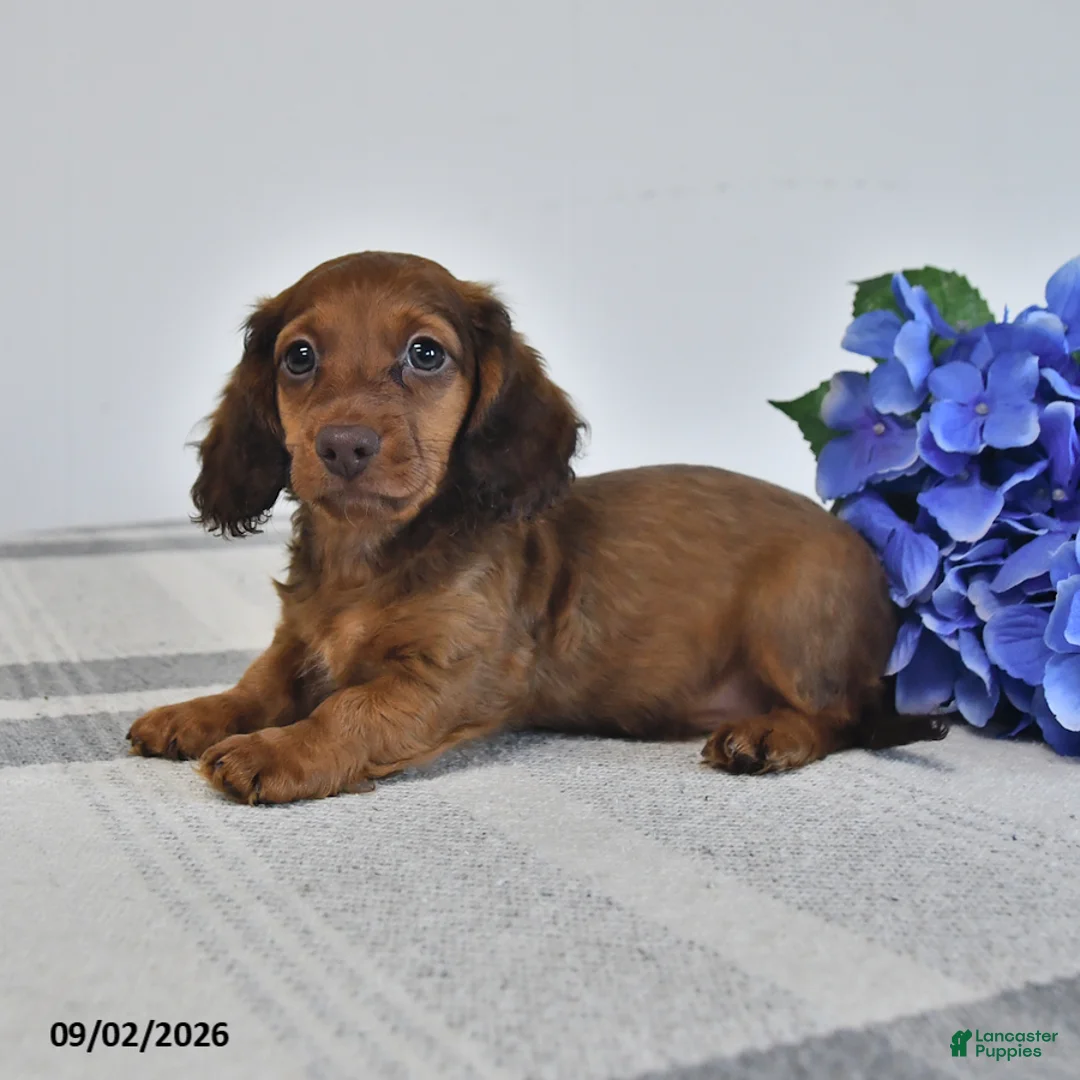 Miniature Dachshund dogs for sale: Trooper - Ad 3
