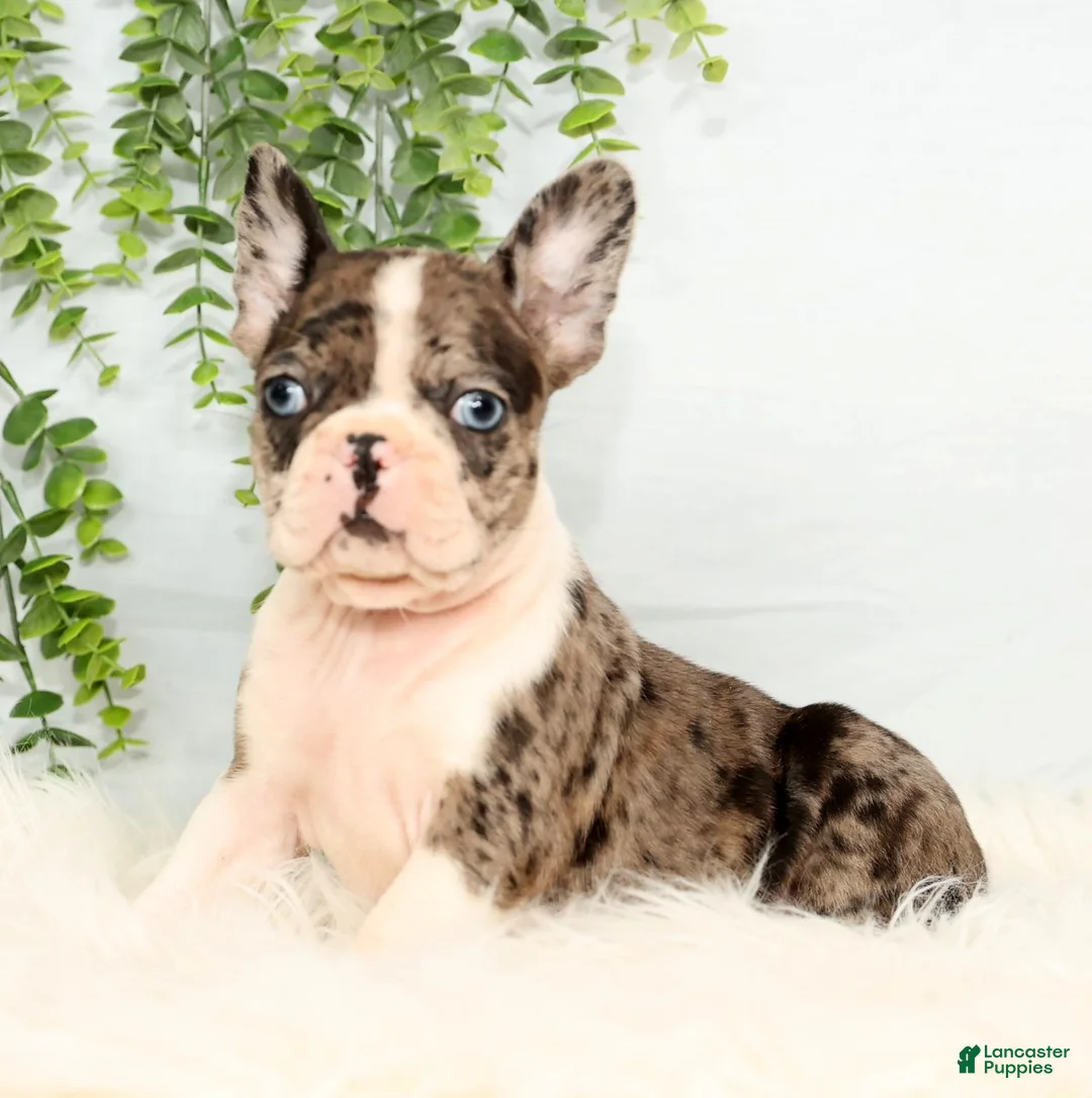 Frenchton dogs for sale: Bailey - Ad 5