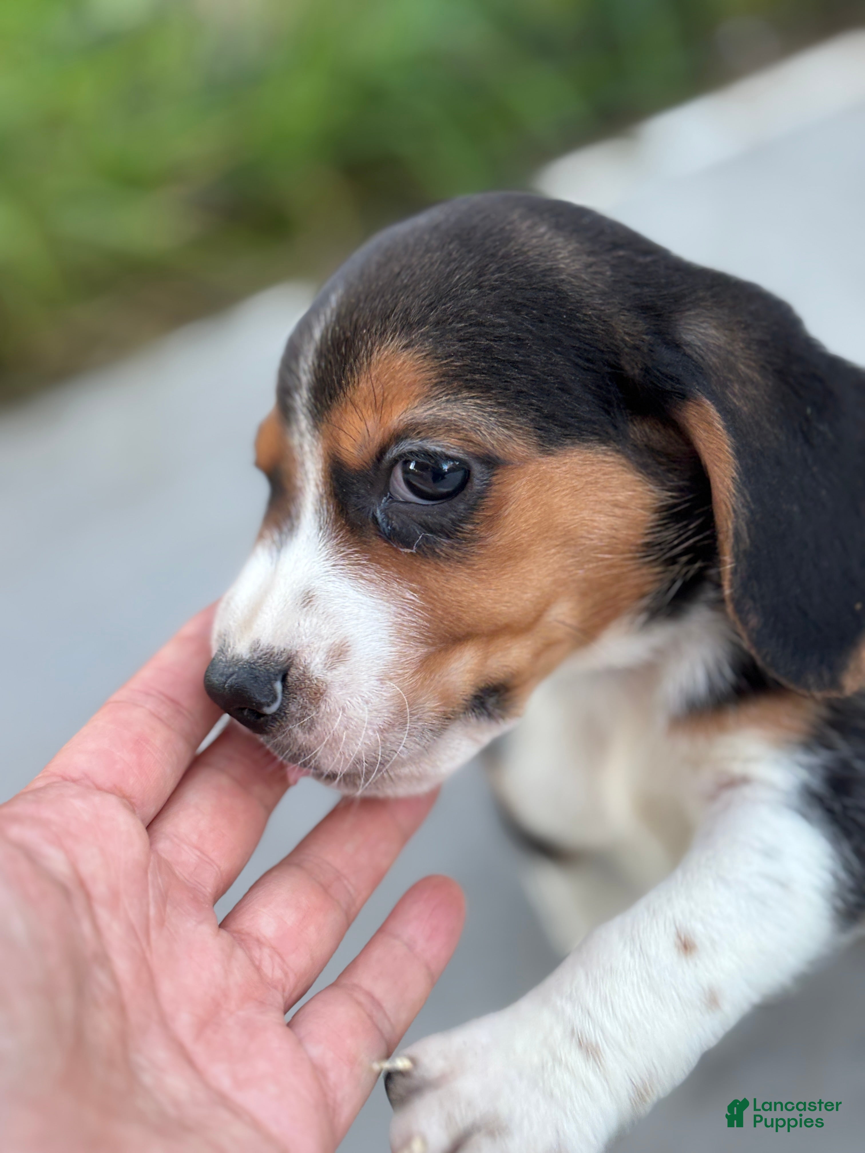 Beagle dogs Cooper - Ad 27