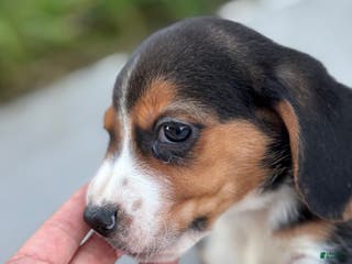 Beagle dogs Cooper - Ad 8