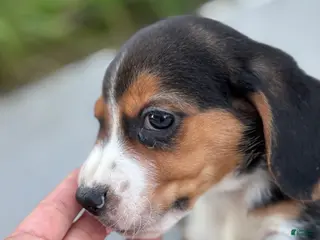 Beagle dogs Cooper - Ad 6