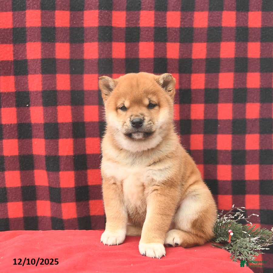 Shiba Inu dogs Russell  - Ad 15
