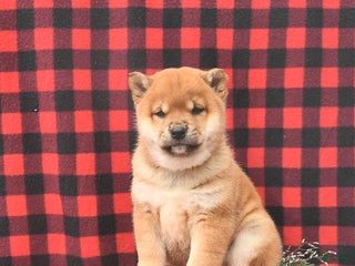 Shiba Inu dogs Russell - Ad 9