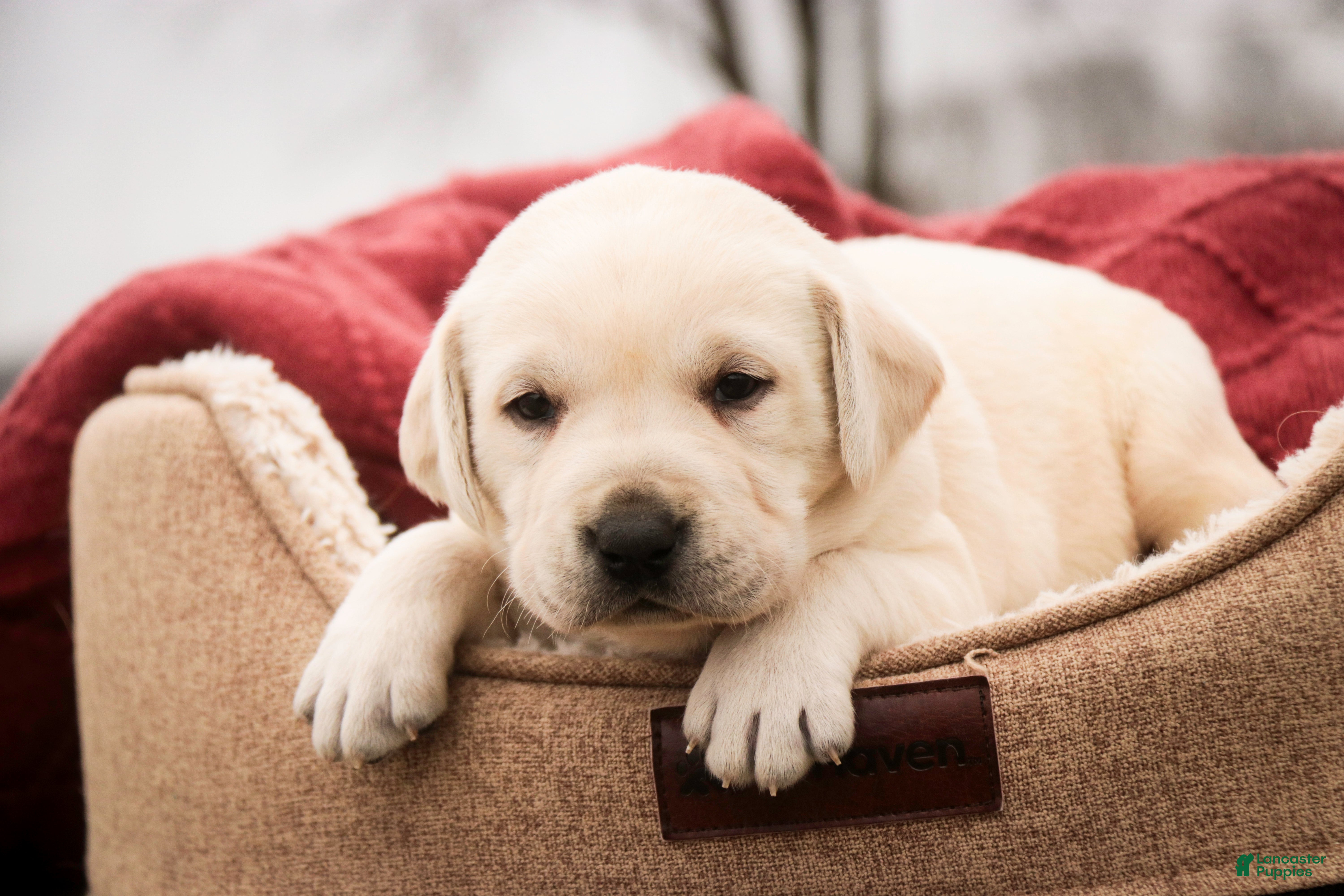 Labrador Retriever dogs Shenandoah - Ad 1