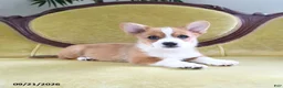 Welsh Corgi Pembroke dogs for sale: Carmen - Ad 10