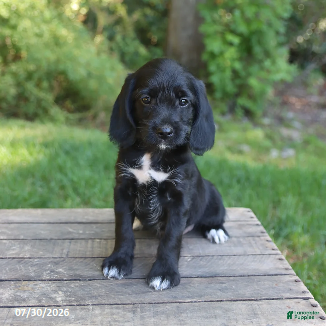 Mixed Breed dogs for sale: Wyatt - Ad 1