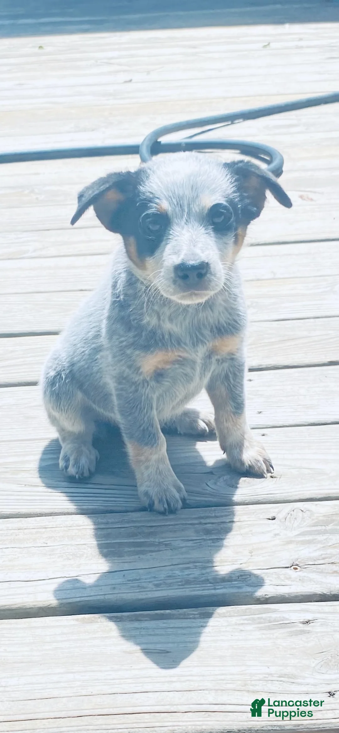 Australian Cattle Dog dogs for sale: Australian Cattle Dog 7 - Ad 2