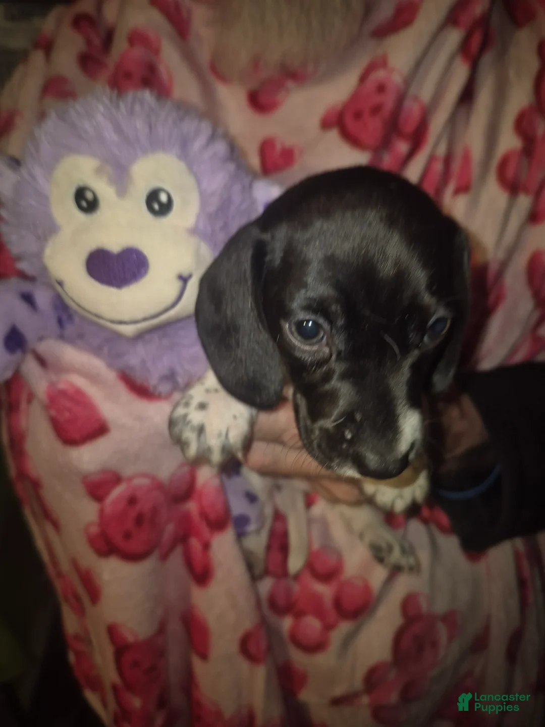 Miniature Dachshund dogs for sale: Miniature Dachshund Puppy 3 - Ad 1
