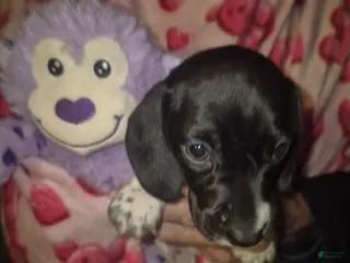 Miniature Dachshund dogs Miniature Dachshund Puppy 3 - Ad 17