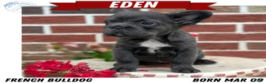 Eden