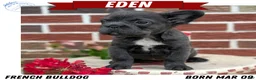 French Bulldog dogs for sale: Eden - Ad 1