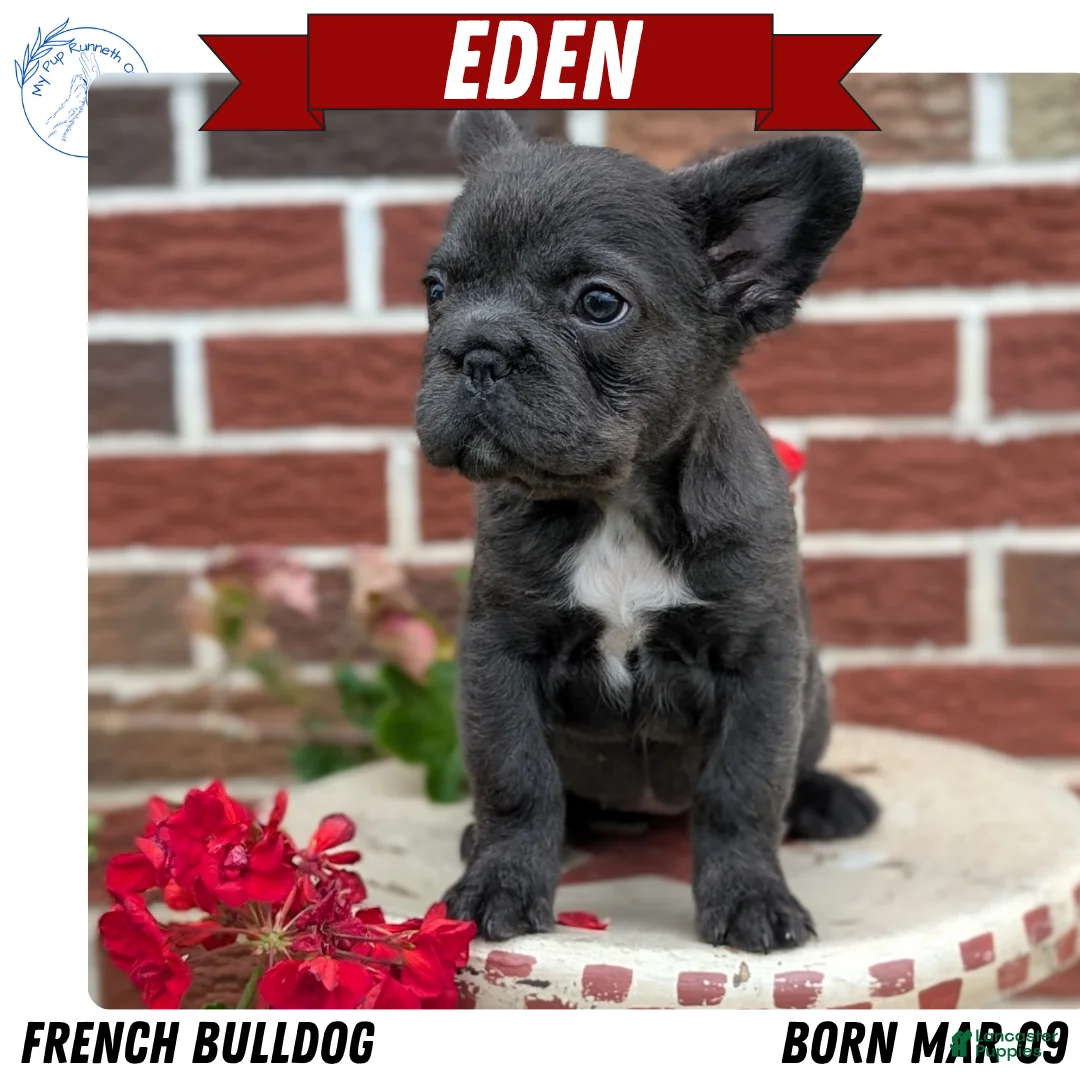 French Bulldog dogs for sale: Eden - Ad 1
