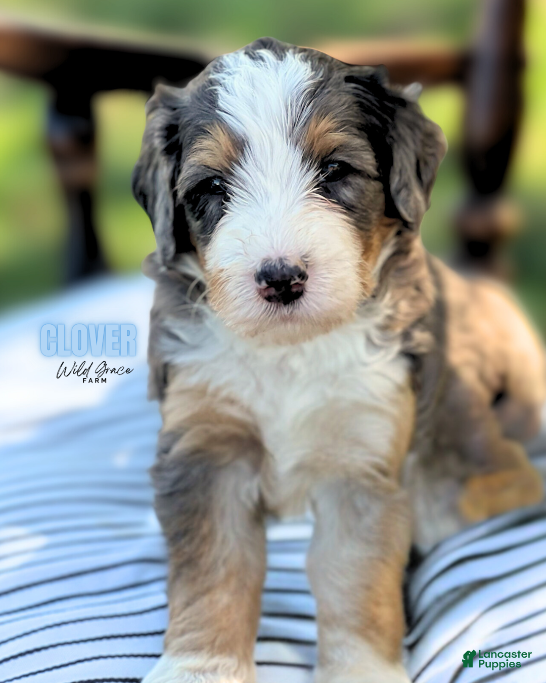 Tri Color Bernedoodle Breeders Southeast Tri Standard Poodle