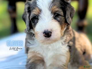 Mixed Breed dogs - Ad 33