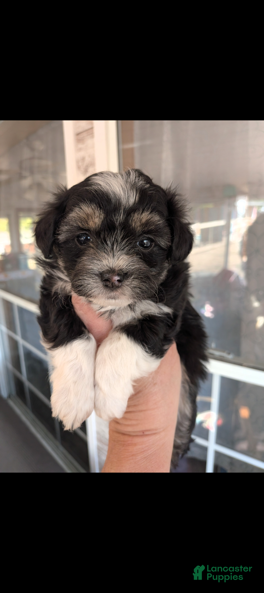 Mixed Breed dogs Mixed Breed Puppy 3 - Ad 17