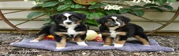 Miniature Australian Shepherd dogs for sale: Zinniea - Ad 5