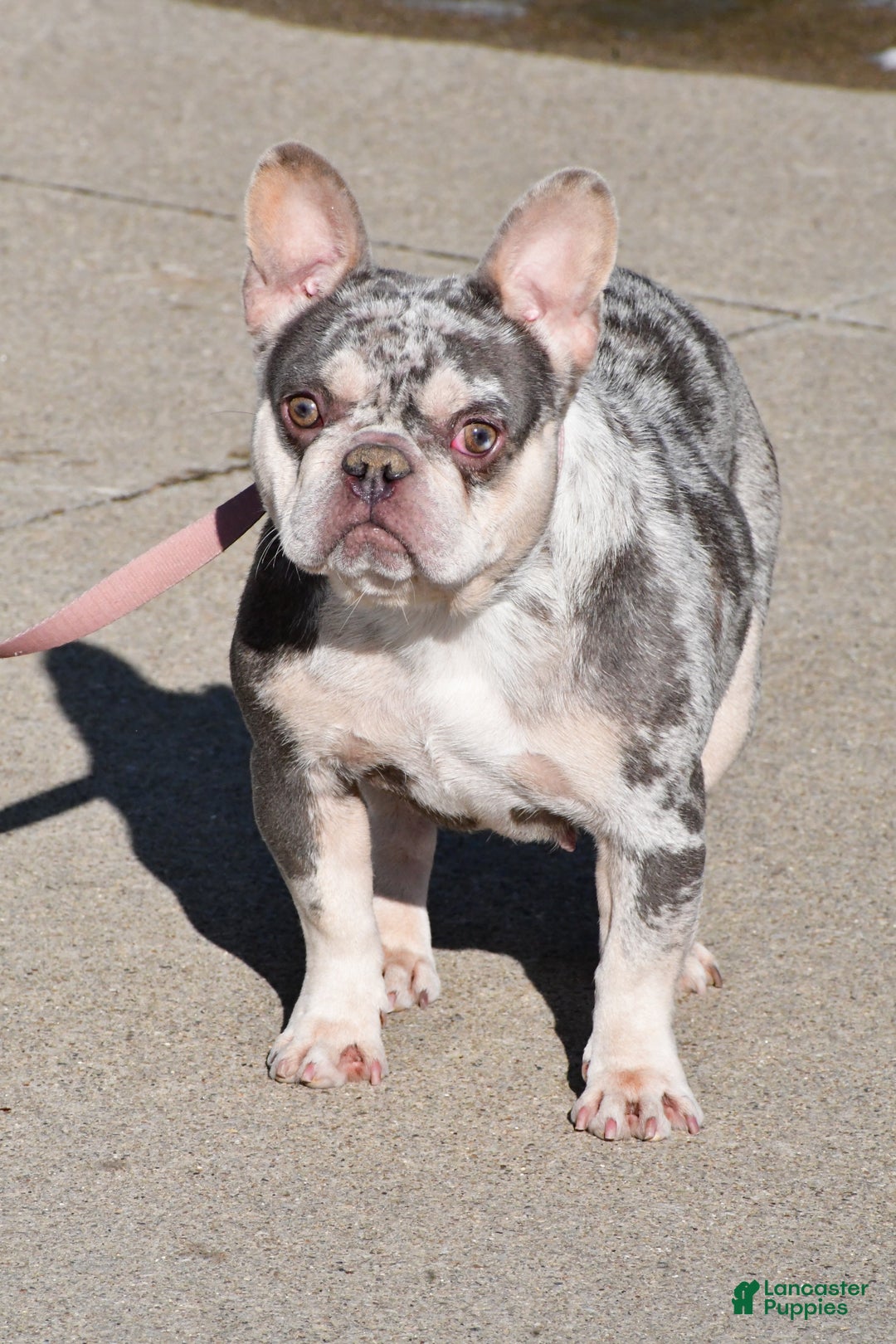 French Bulldog dogs for sale: Kelly - Ad 11