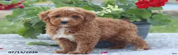 Miniature Poodle dogs for sale: Natasha - Ad 5