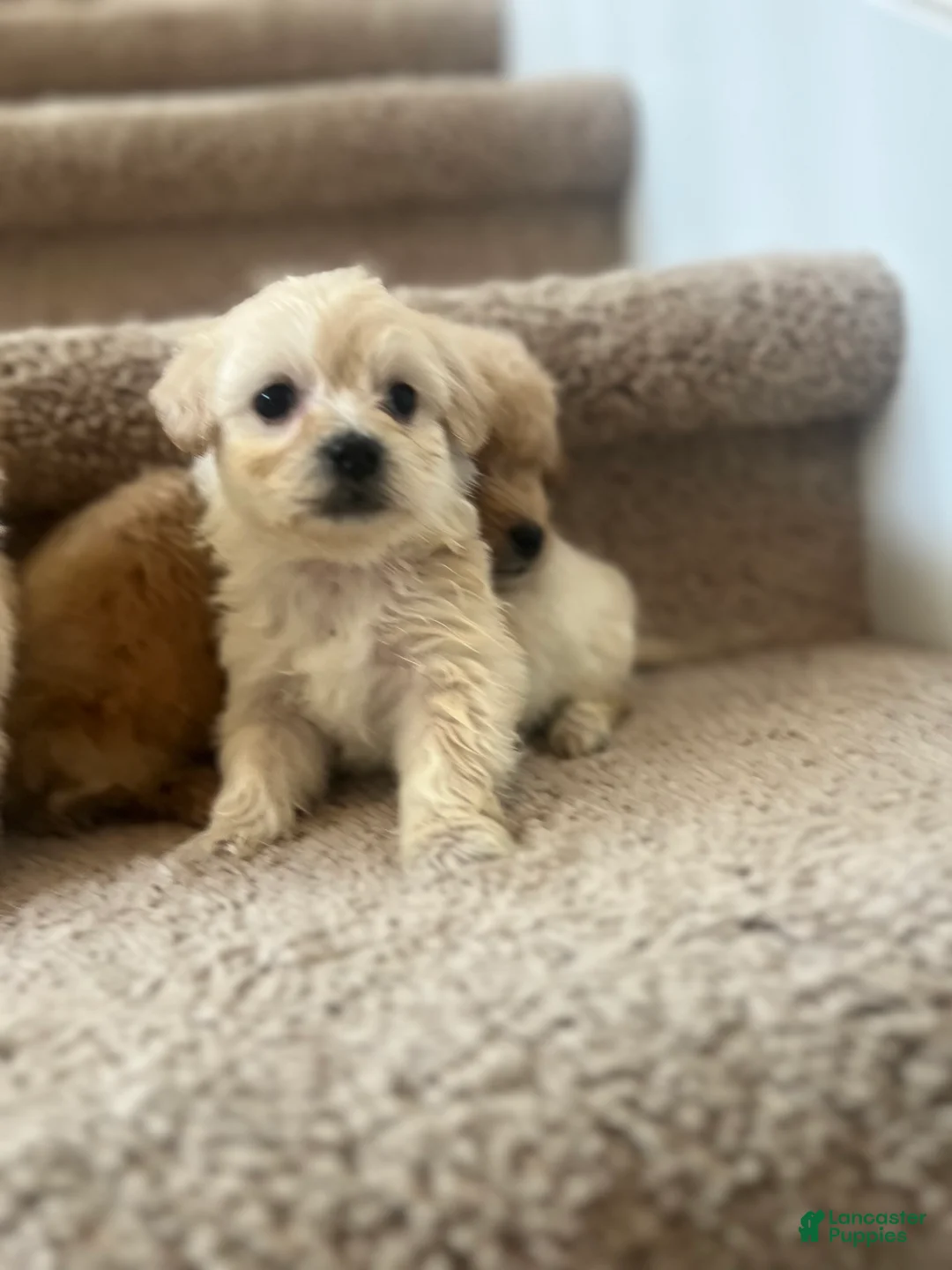 Maltipoo dogs for sale: Briana - Ad 22