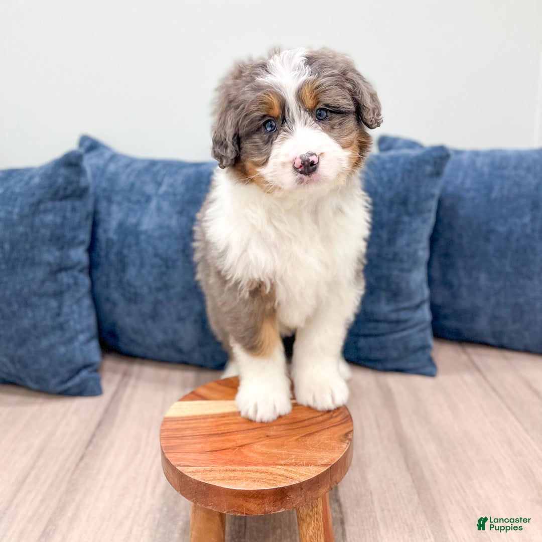 Mini Bernedoodle dogs for sale: Annie - Ad 4