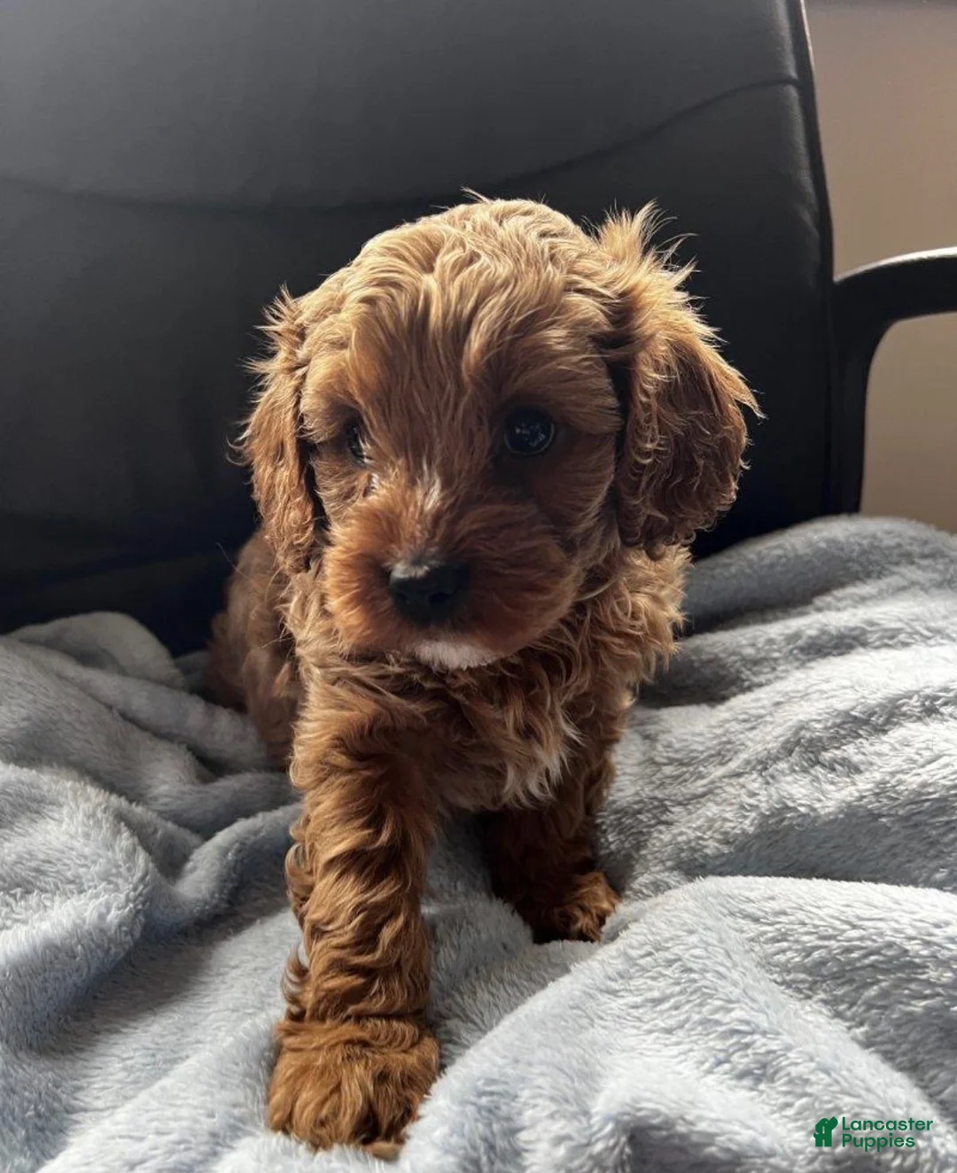 Cavapoo dogs for sale: Cavapoo 1 - Ad 2