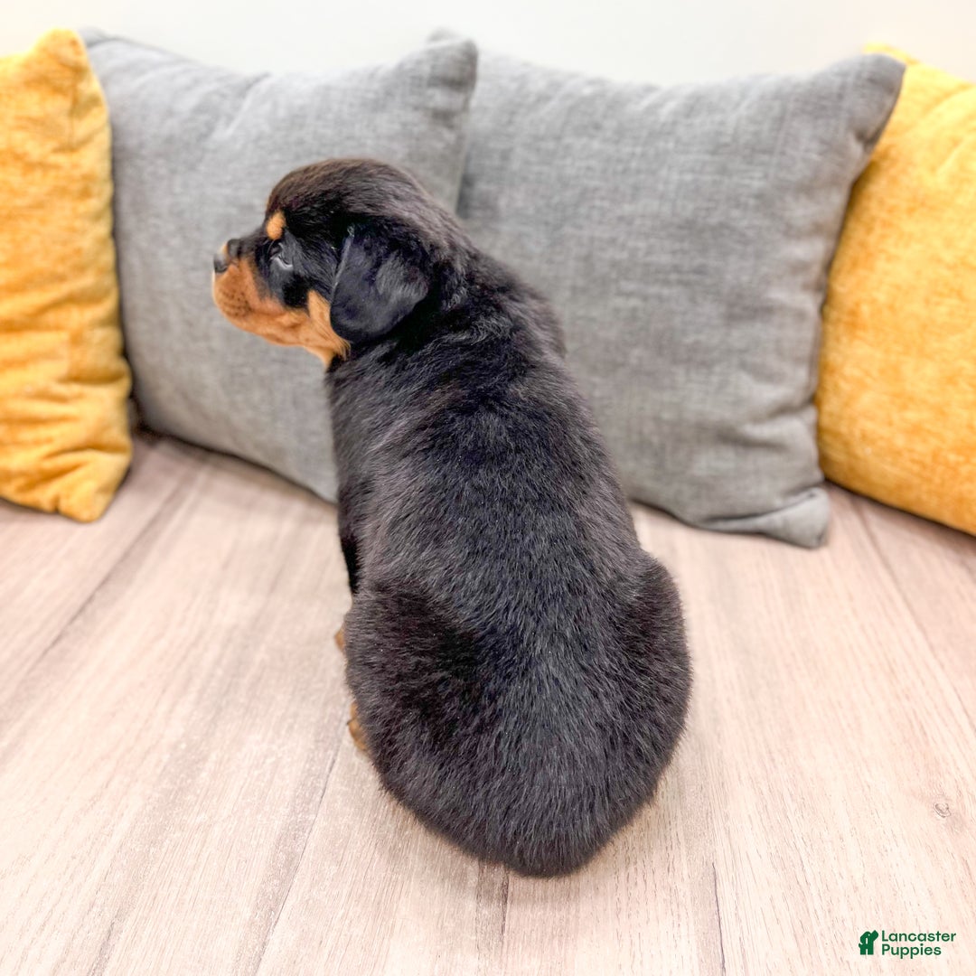 Rottweiler dogs for sale: Skye - Ad 5