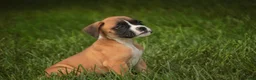 Boxer dogs for sale: Scott - Ad 7