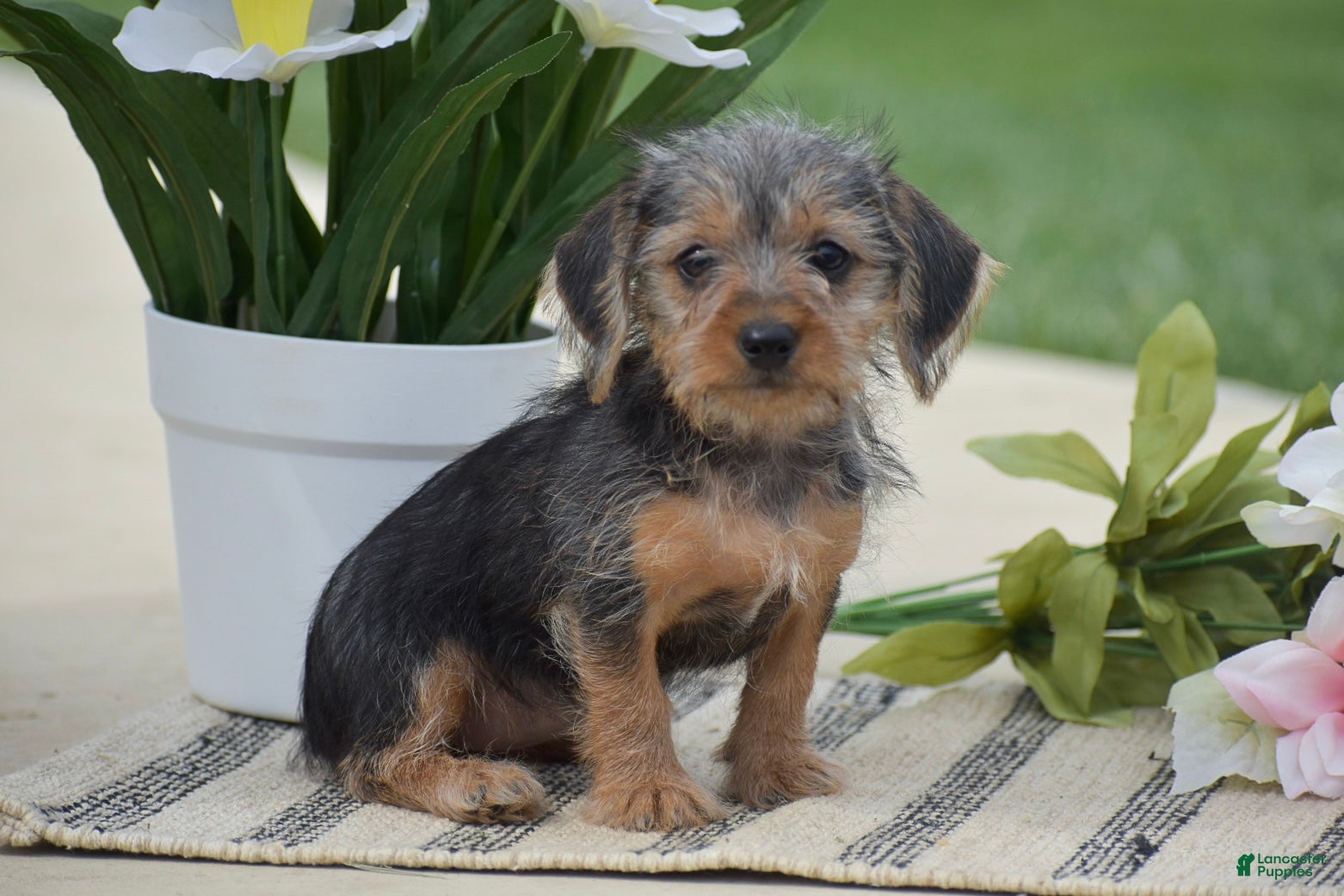 Dorkie dogs Lexi - Ad 1