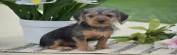 Dorkie dogs for sale: Lexi - Ad 1