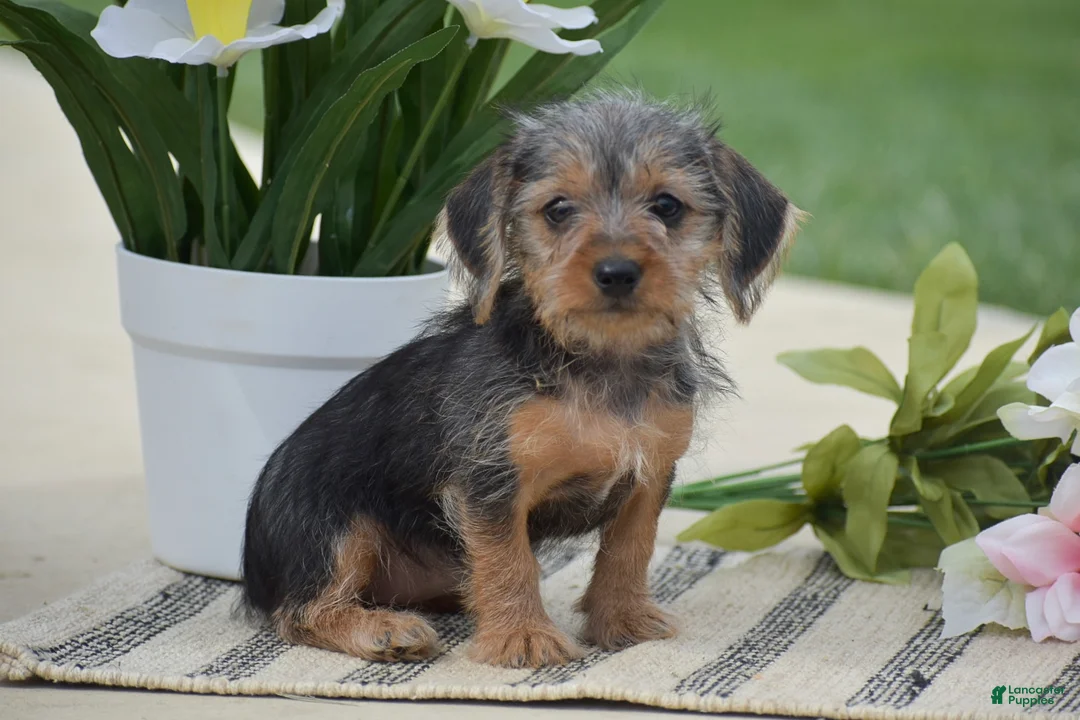 Dorkie dogs for sale: Lexi - Ad 1