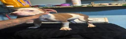 American Staffordshire Terrier dogs for sale: American Staffordshire Terrier 3 - Ad 4
