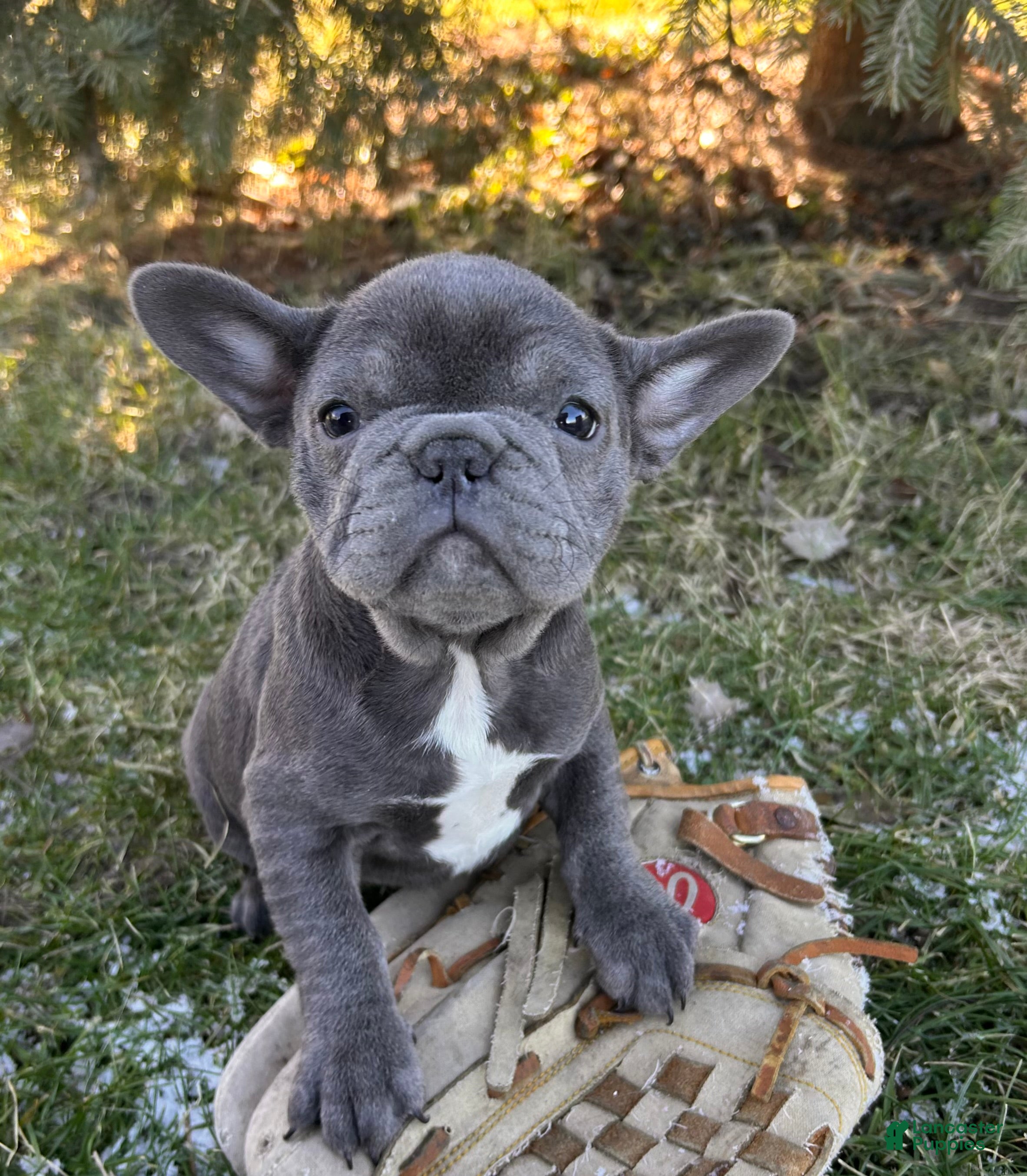French Bulldog dogs Finley - Ad 26