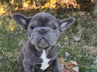 French Bulldog dogs Finley - Ad 28