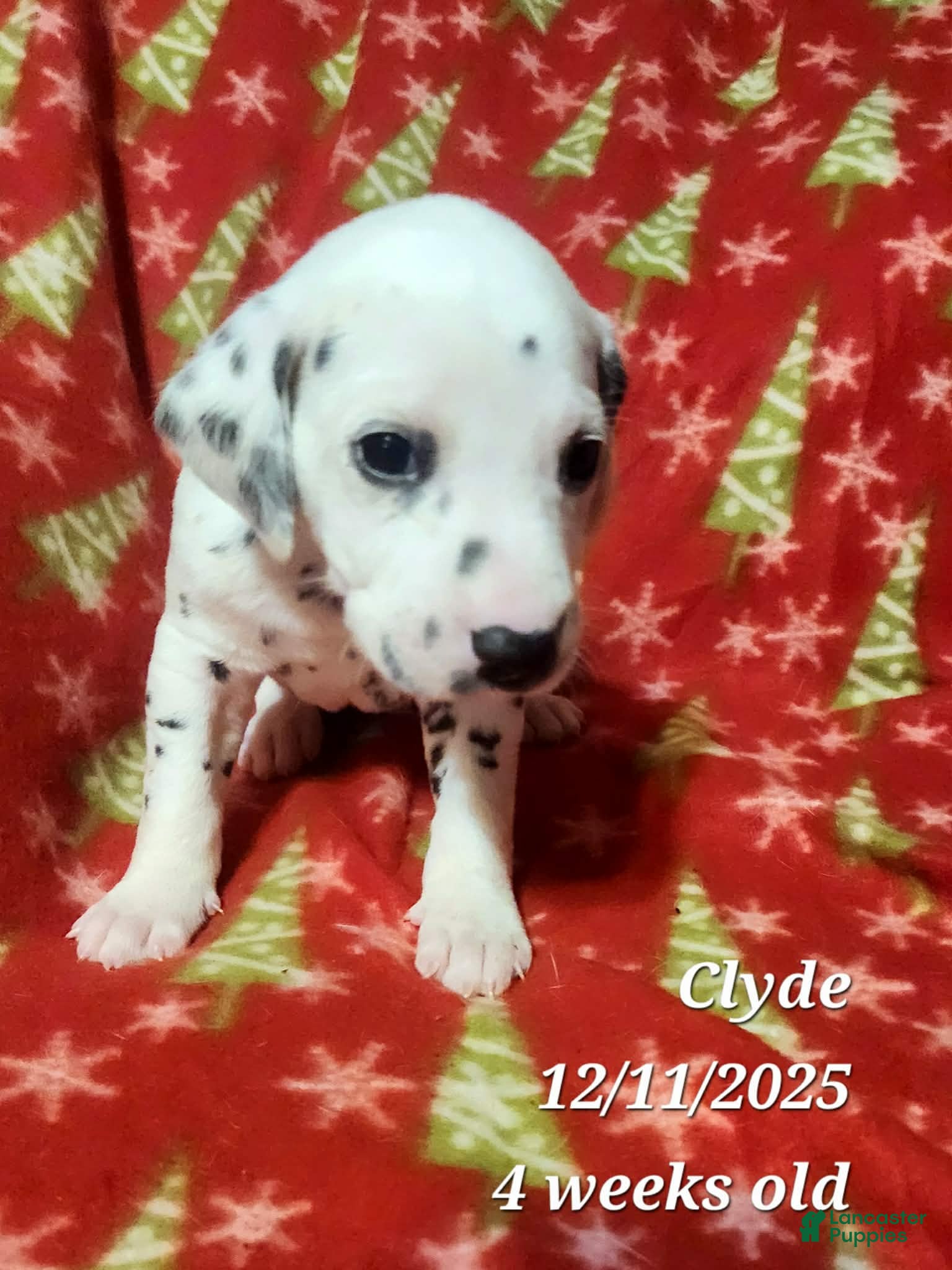 Dalmatian dogs Dalmatian Puppy 11 - Ad 17