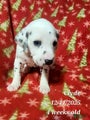 Dalmatian Puppy 11