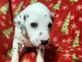 Dalmatian dogs Clyde - Ad 10