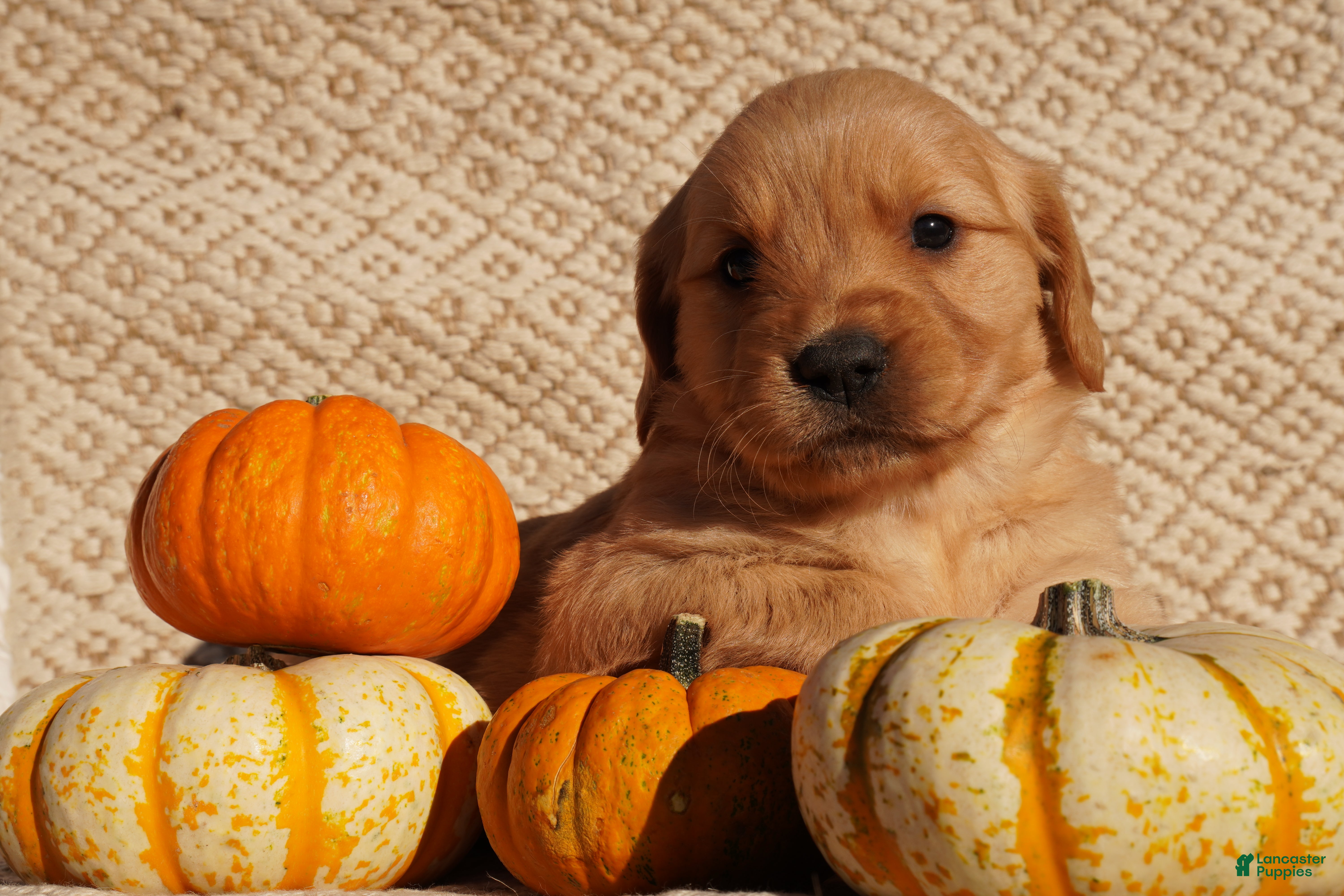 Golden Retriever dogs for sale: Indi - AKC, Genetically Clear - Ad 2