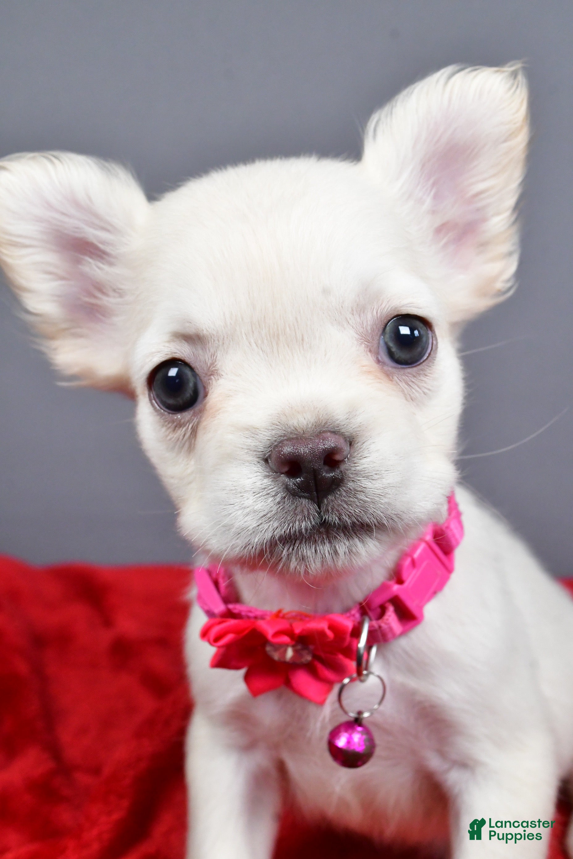 French Bulldog dogs Zoey - Ad 2