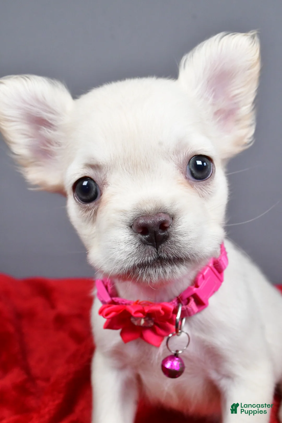 French Bulldog dogs for sale: Zoey - Ad 2