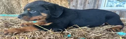 Rottweiler dogs for sale: Midge - Ad 3