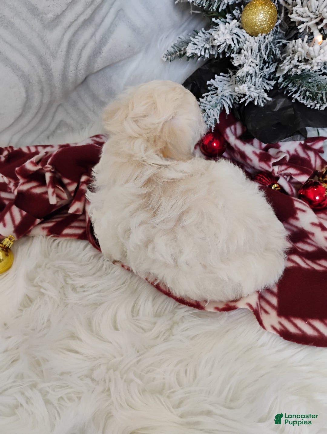 Mixed Breed dogs for sale: Baylee  - Ad 3