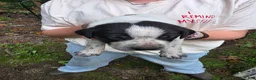 Mixed Breed dogs for sale: Mixed Breed 2 - Ad 2