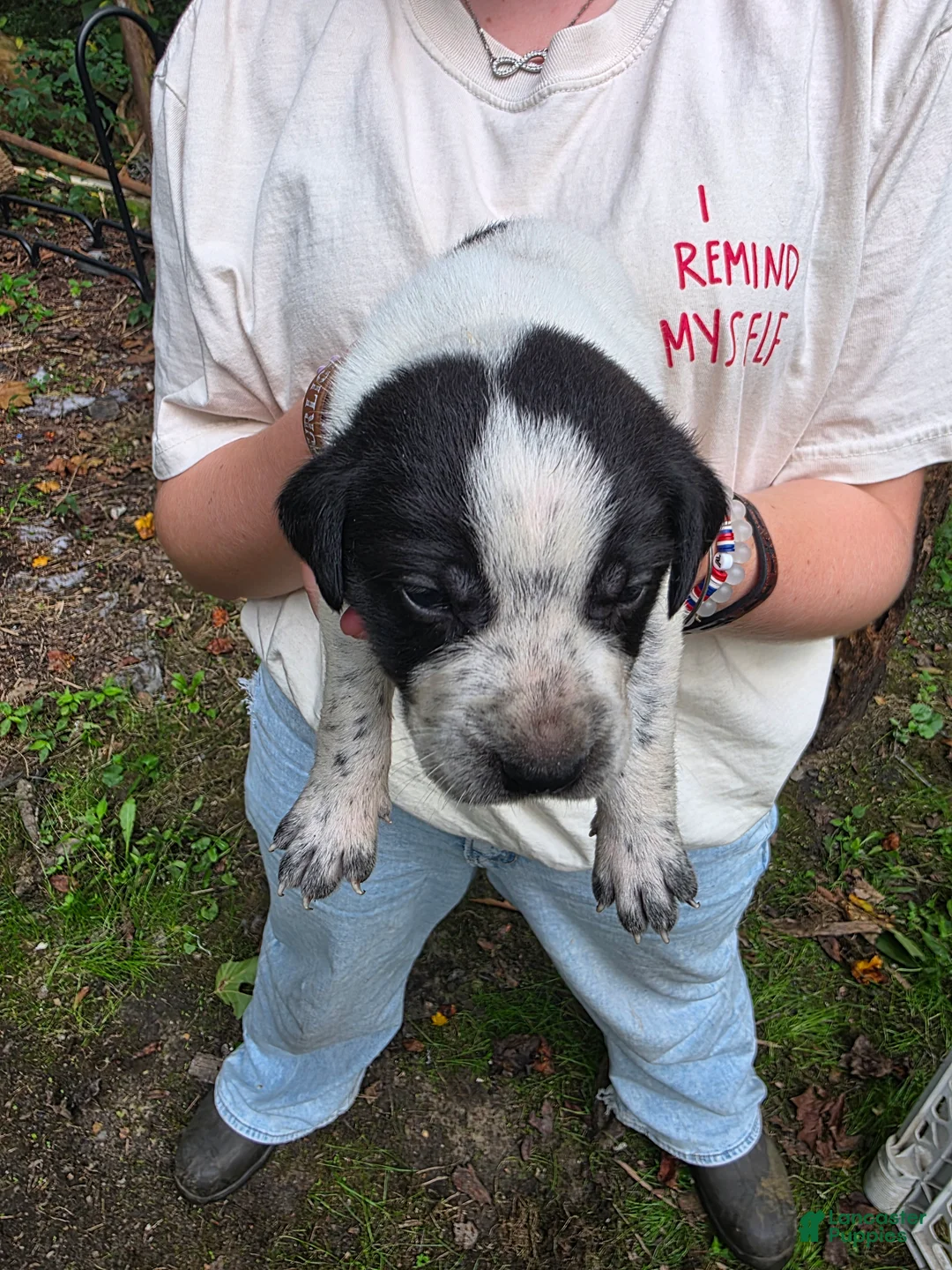 Mixed Breed dogs for sale: Mixed Breed 2 - Ad 2