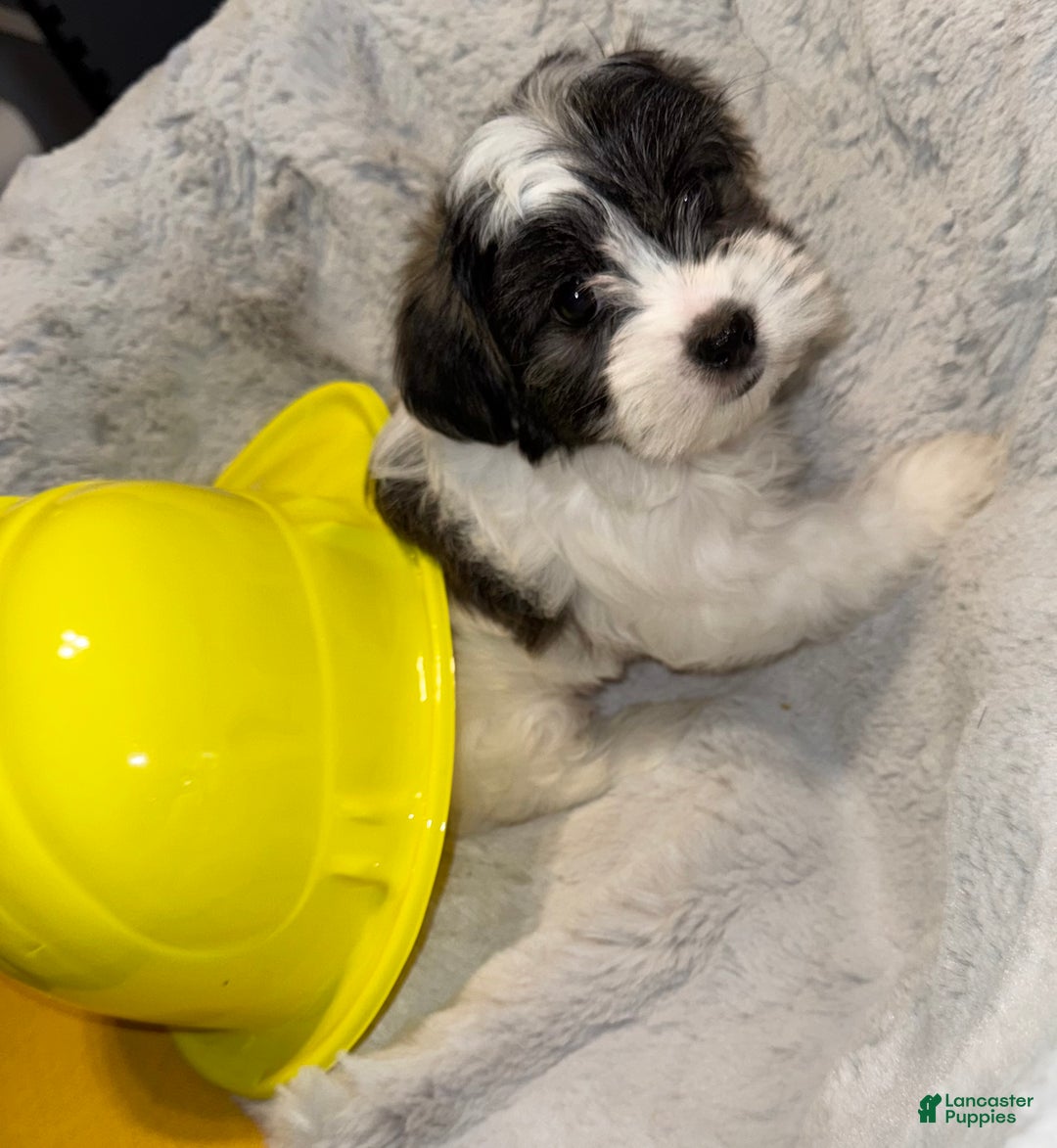 Mixed Breed dogs for sale: Lhatese Breed “Tubby” - Ad 5