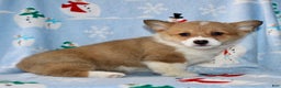 Welsh Corgi Pembroke dogs for sale: Ajax - Ad 6