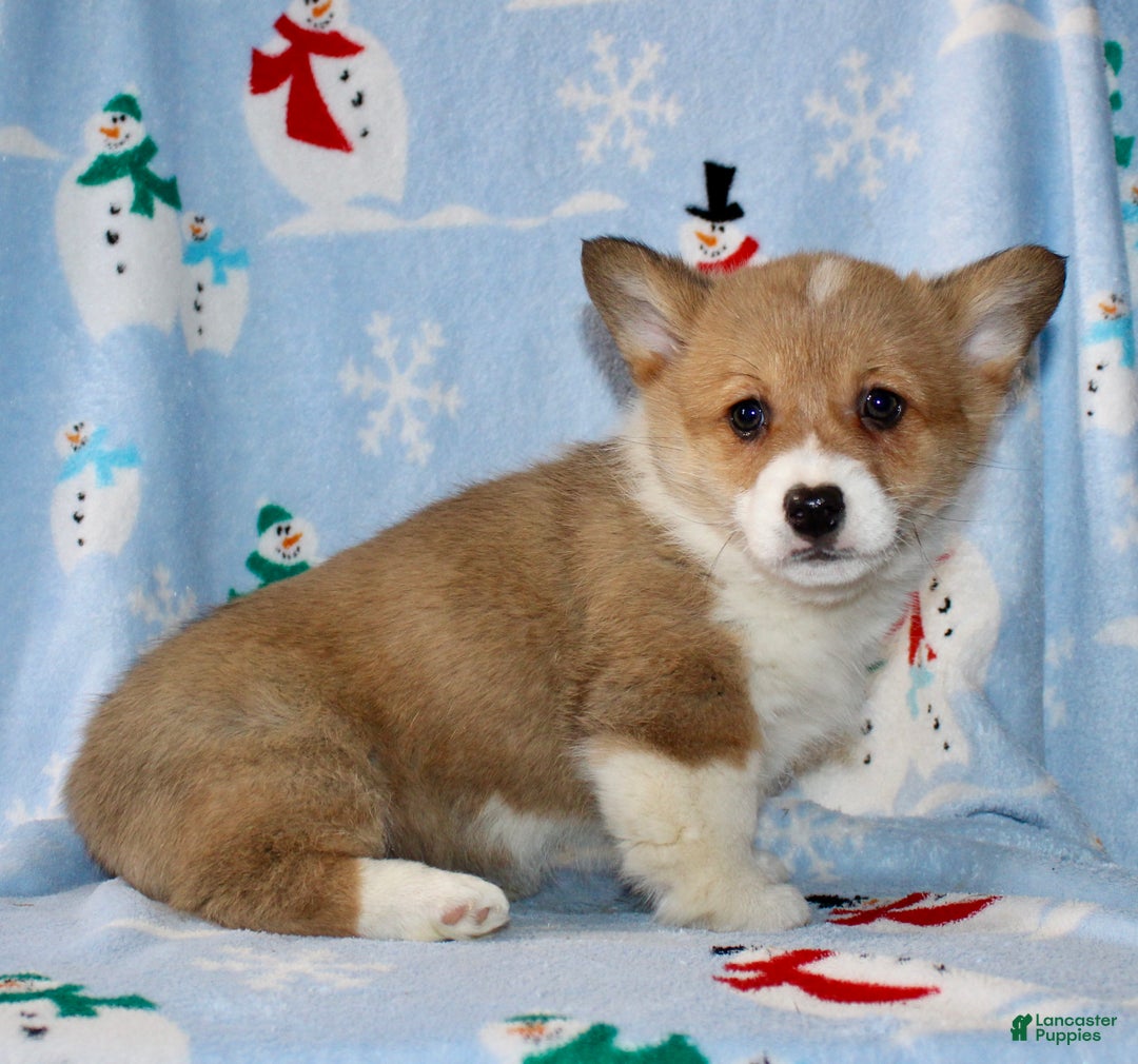 Welsh Corgi Pembroke dogs for sale: Ajax - Ad 6